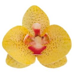 Vohveli orkideat 10kpl, Keltainen 7,5 - 8,5 cm