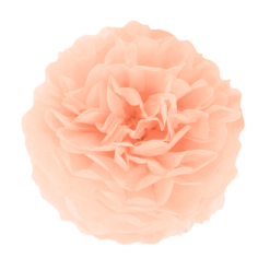 Pompom persikka, 15cm