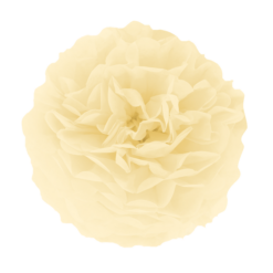 Pompom luonnonvalkoinen, 15cm