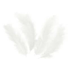 Pitkät höyhenet valkoinen 50kpl